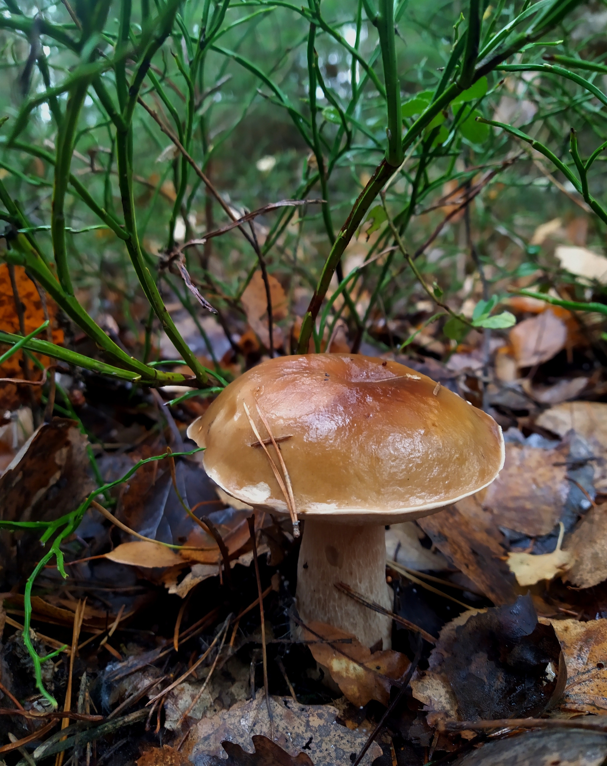 My mushroom season - 2022 - My, Autumn, Mushrooms, Silent hunt, Longpost