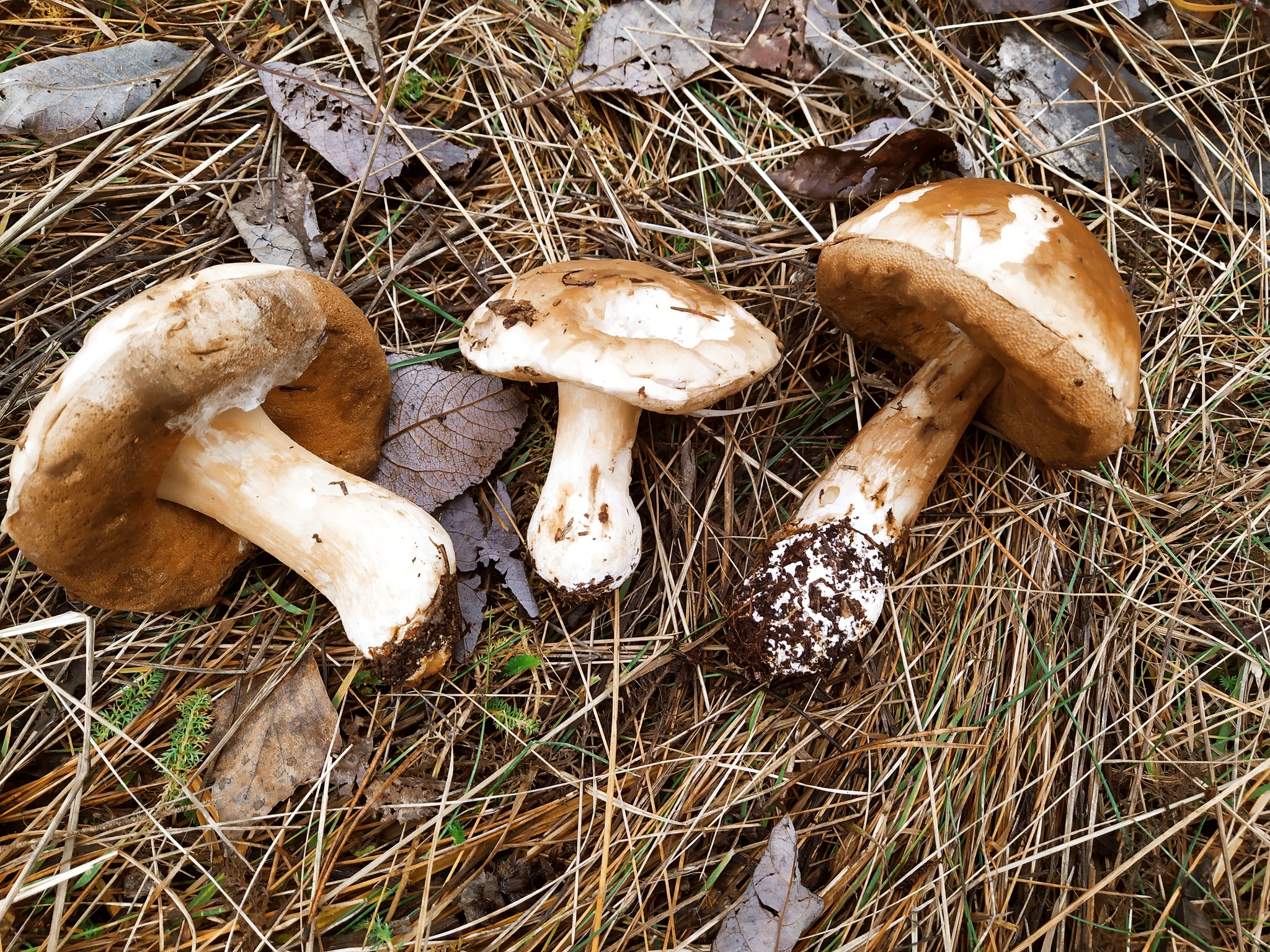 My mushroom season - 2022 - My, Autumn, Mushrooms, Silent hunt, Longpost