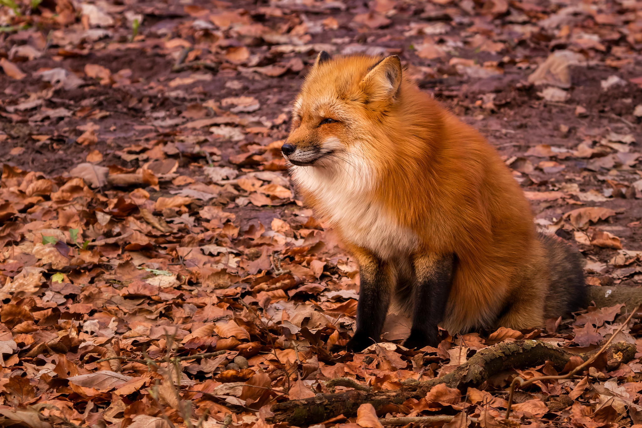 Winter Is Coming - The photo, Wild animals, Animals, Fox, Autumn