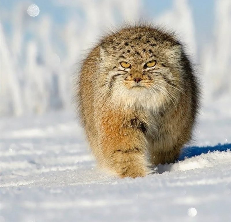 ManulunaM - Pallas' cat, Pet the cat, Fluffy, Tags