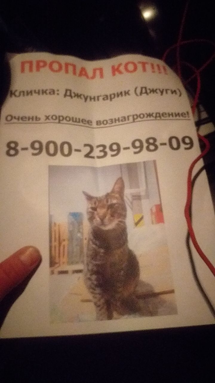 Looking for a cat. Krasnodar - cat, Lost cat, Krasnodar, Longpost, No rating