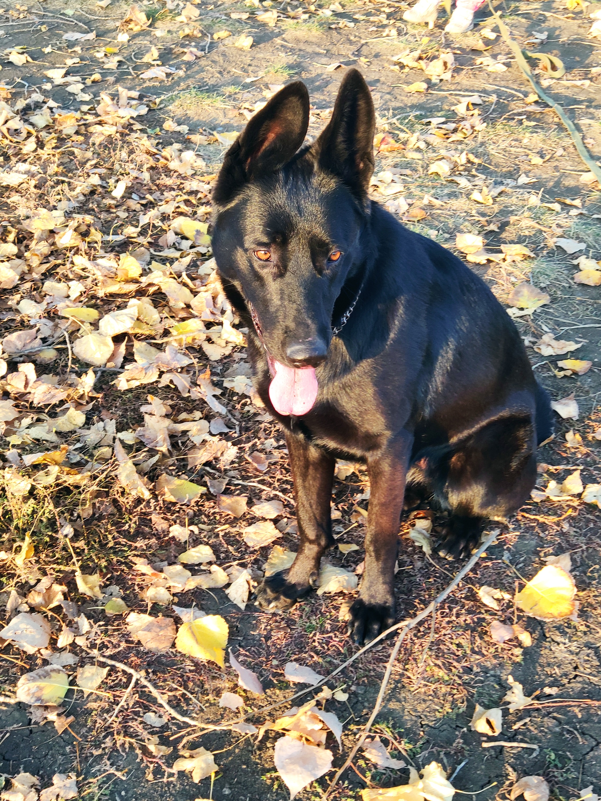 Black dog post - My, German Shepherd, My darling, Longpost, Dog