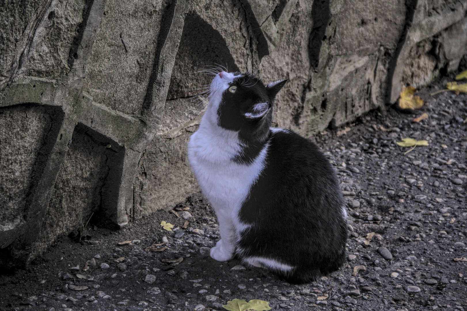 street cat - My, Canon, Zheleznovodsk, Photographer, Street photography, City walk, The photo