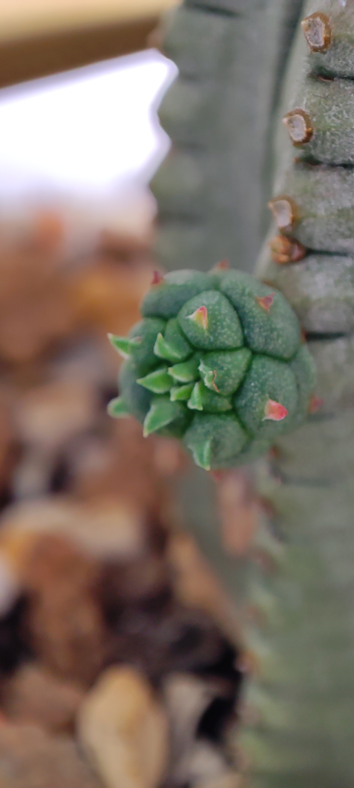 Succulent - My, Mobile photography, Succulents, Plants, Longpost