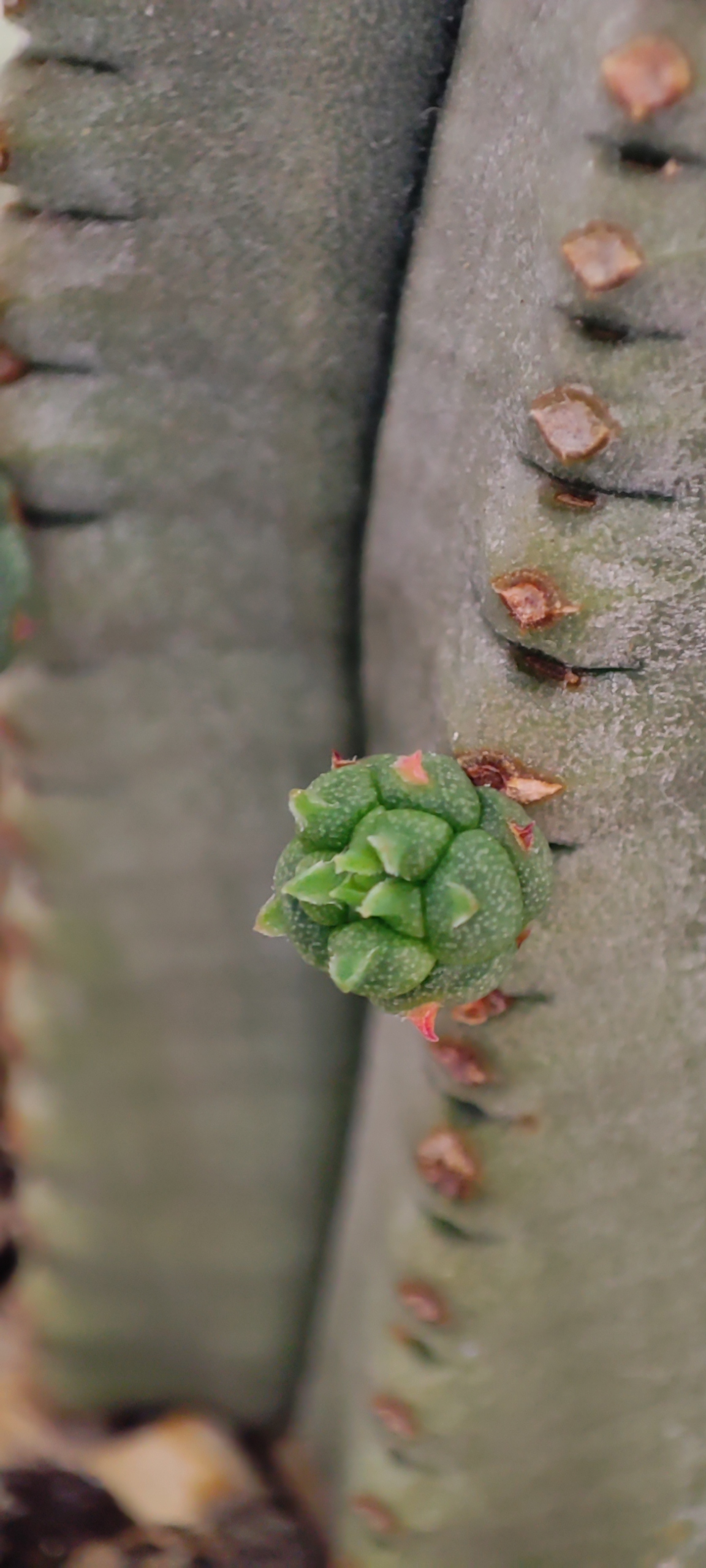 Succulent - My, Mobile photography, Succulents, Plants, Longpost