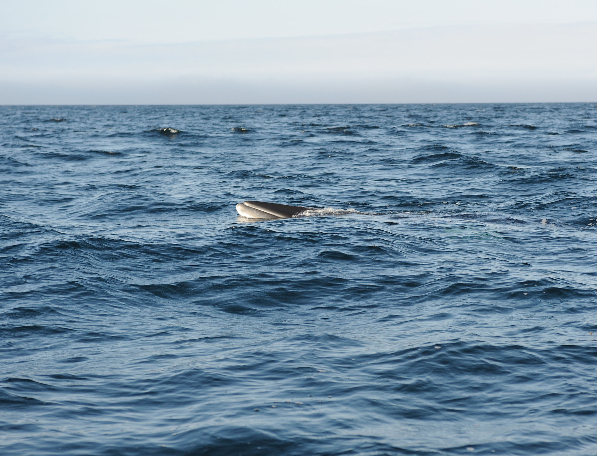 Whales are cool! - My, Cod, Barents Sea, Whale, Fishing, The photo