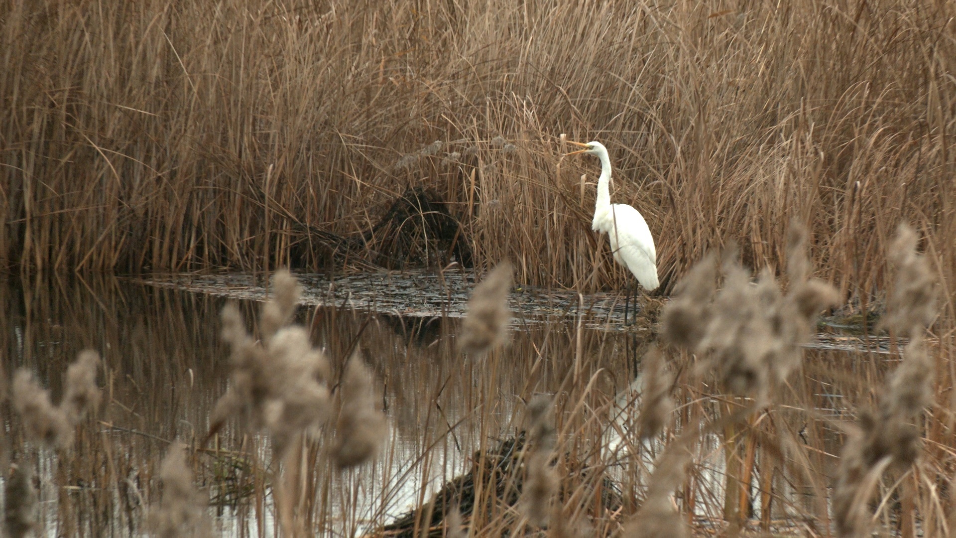 What is the WHITE beauty doing in Kronstadt? - My, The nature of Russia, wildlife, Each creature has a pair, Heron, Egret, Video, Video VK, Longpost