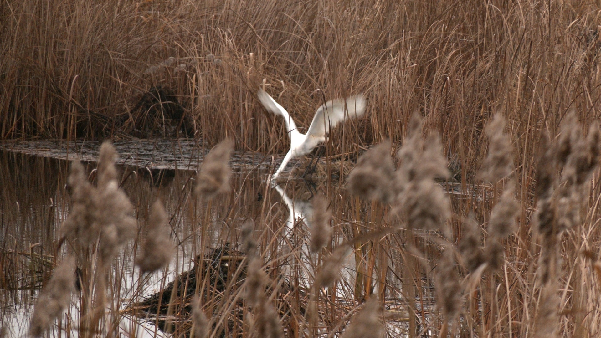 What is the WHITE beauty doing in Kronstadt? - My, The nature of Russia, wildlife, Each creature has a pair, Heron, Egret, Video, Video VK, Longpost