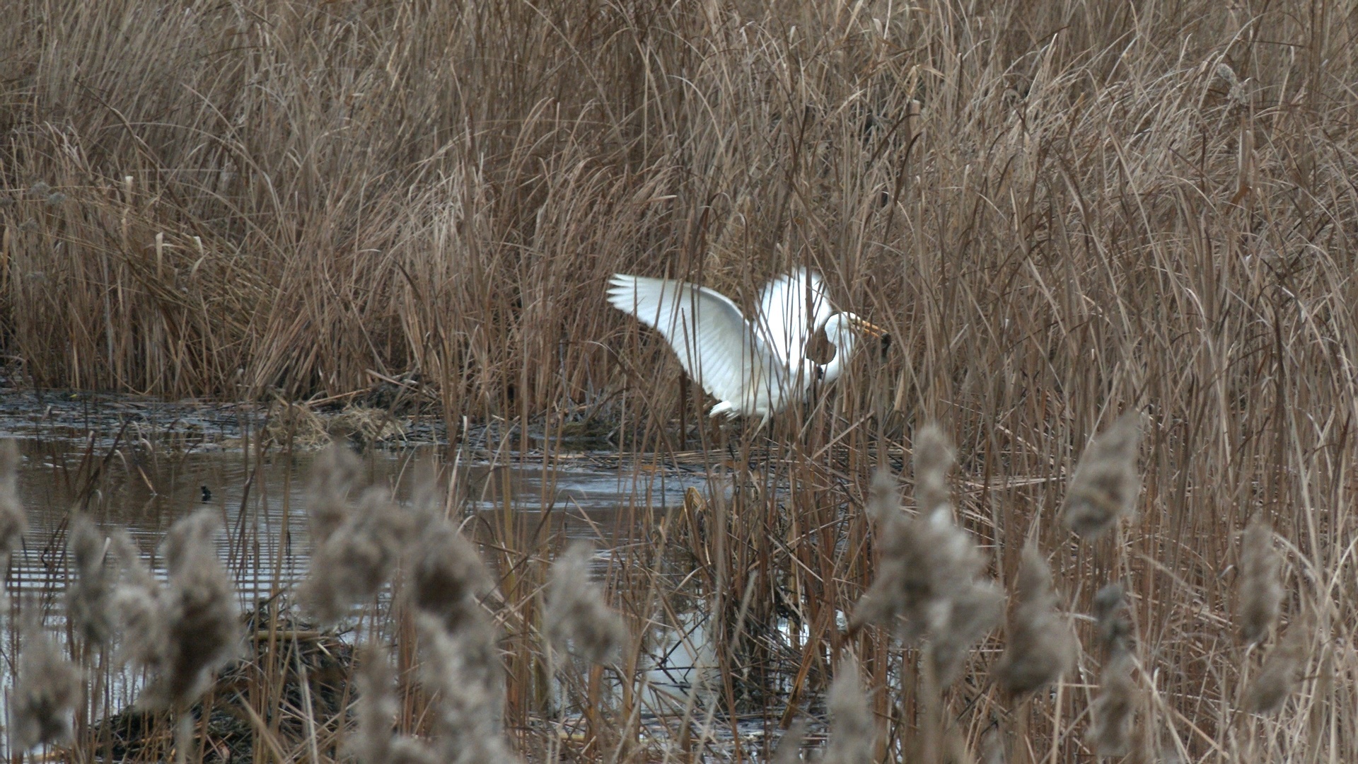 What is the WHITE beauty doing in Kronstadt? - My, The nature of Russia, wildlife, Each creature has a pair, Heron, Egret, Video, Video VK, Longpost