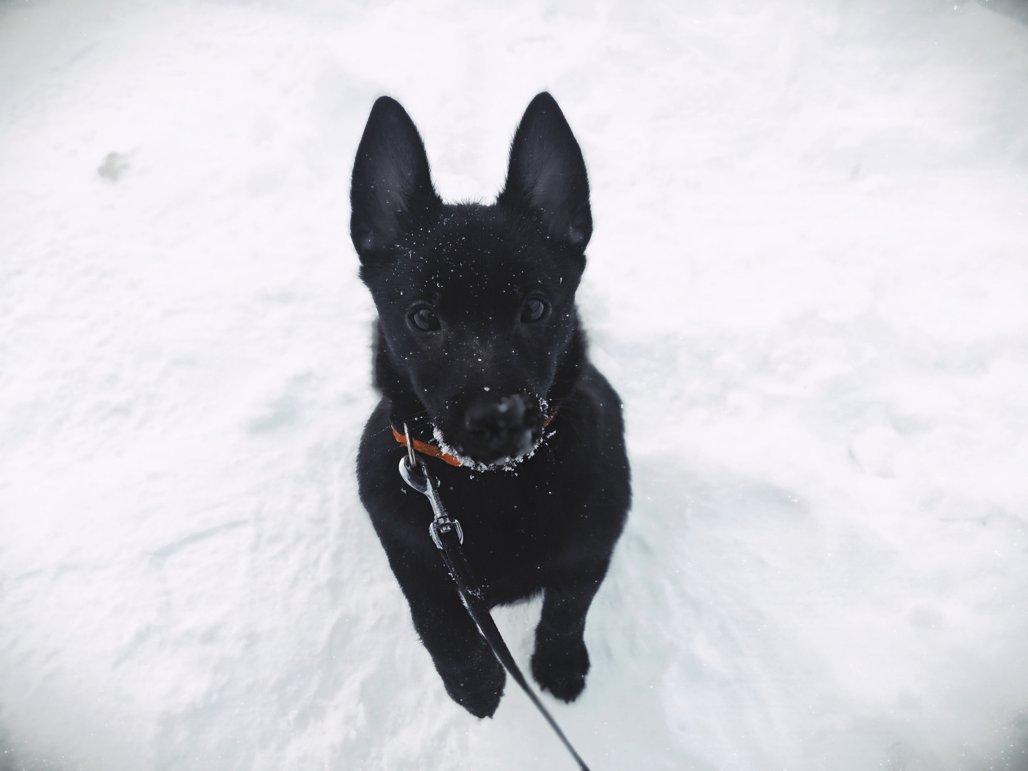 “Hurry, grumbler and defender of silence”: what is a 7-month-old Schipperke puppy? - My, Dog, Pets, Humor, Schipperke, Puppies, Sheepdog, Dog breeds, Longpost