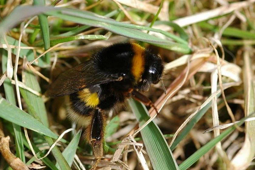 Ground Bumblebee: Problem solving and the ability to play for fun. The level of intelligence of an ordinary bumblebee is simply amazing! - Bumblebee, Insects, Animal book, Yandex Zen, Video, Longpost