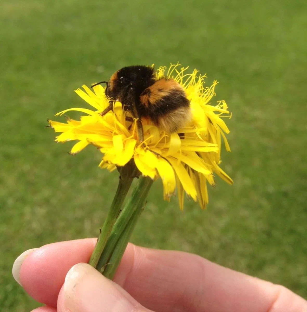 Ground Bumblebee: Problem solving and the ability to play for fun. The level of intelligence of an ordinary bumblebee is simply amazing! - Bumblebee, Insects, Animal book, Yandex Zen, Video, Longpost