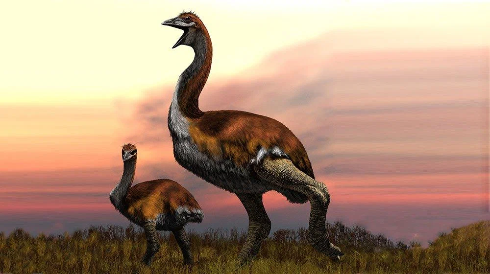 Epiornis: A giant bird of Madagascar weighing half a ton caught the Middle Ages, and 9 liter eggs are still found all over the island - Birds, Paleontology, Animal book, Yandex Zen, Longpost