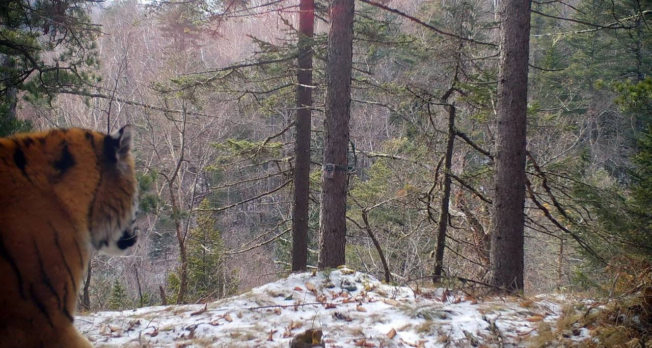 Your view is beautiful, nature! - Amur tiger, beauty, National park, Land of the Leopard, Tiger, The photo, Phototrap, Big cats, Wild animals, wildlife, Predatory animals, Cat family, Longpost