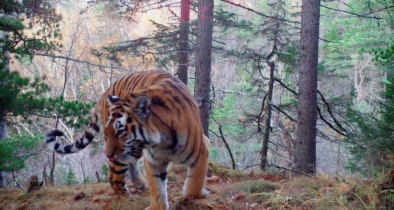 Your view is beautiful, nature! - Amur tiger, beauty, National park, Land of the Leopard, Tiger, The photo, Phototrap, Big cats, Wild animals, wildlife, Predatory animals, Cat family, Longpost