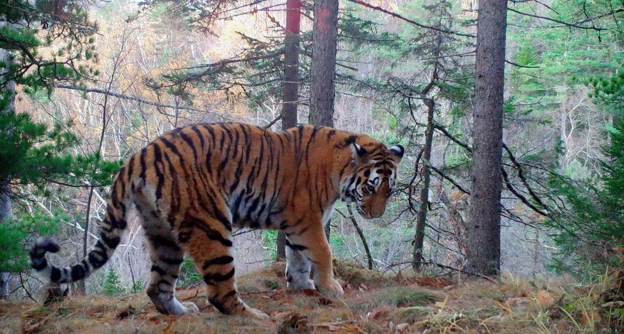 Your view is beautiful, nature! - Amur tiger, beauty, National park, Land of the Leopard, Tiger, The photo, Phototrap, Big cats, Wild animals, wildlife, Predatory animals, Cat family, Longpost