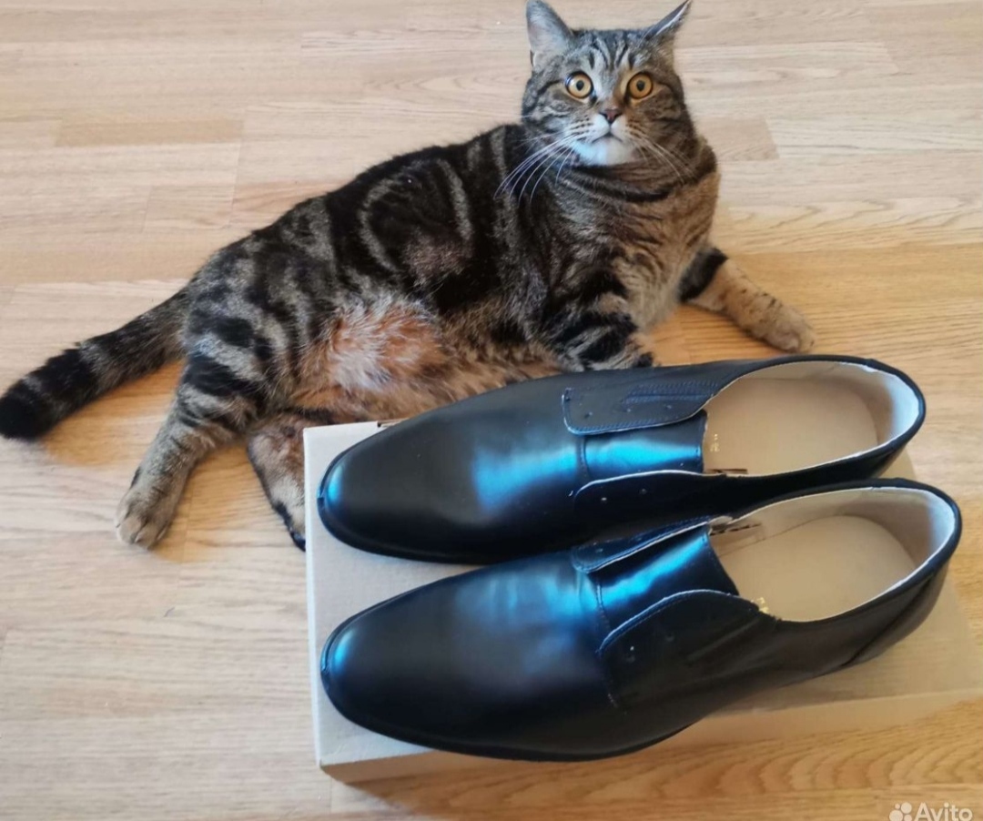 Dismayed by what is happening - cat, Shoes, Announcement