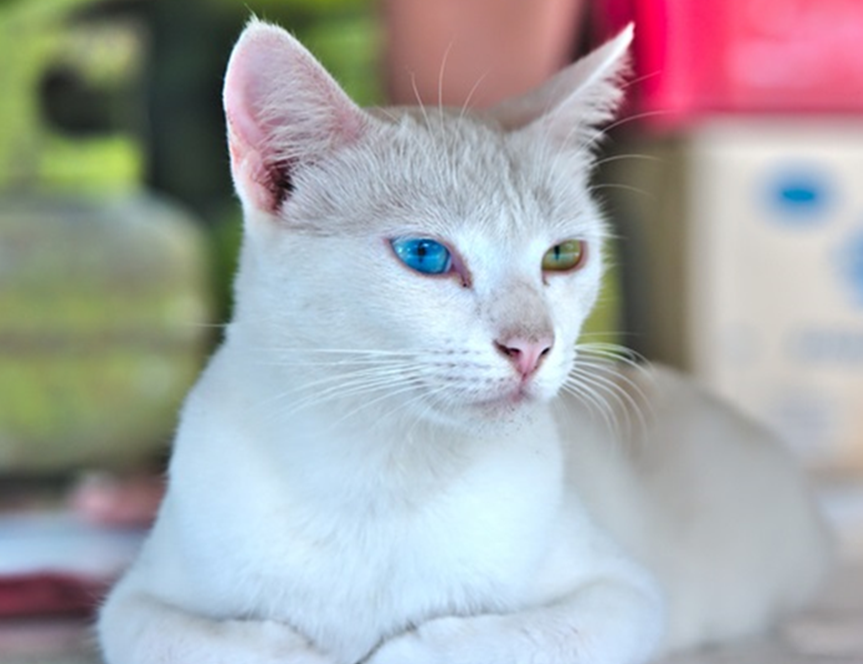 Why do cats have different eye colors? - My, cat, Pets, Cat family, Interesting, Longpost