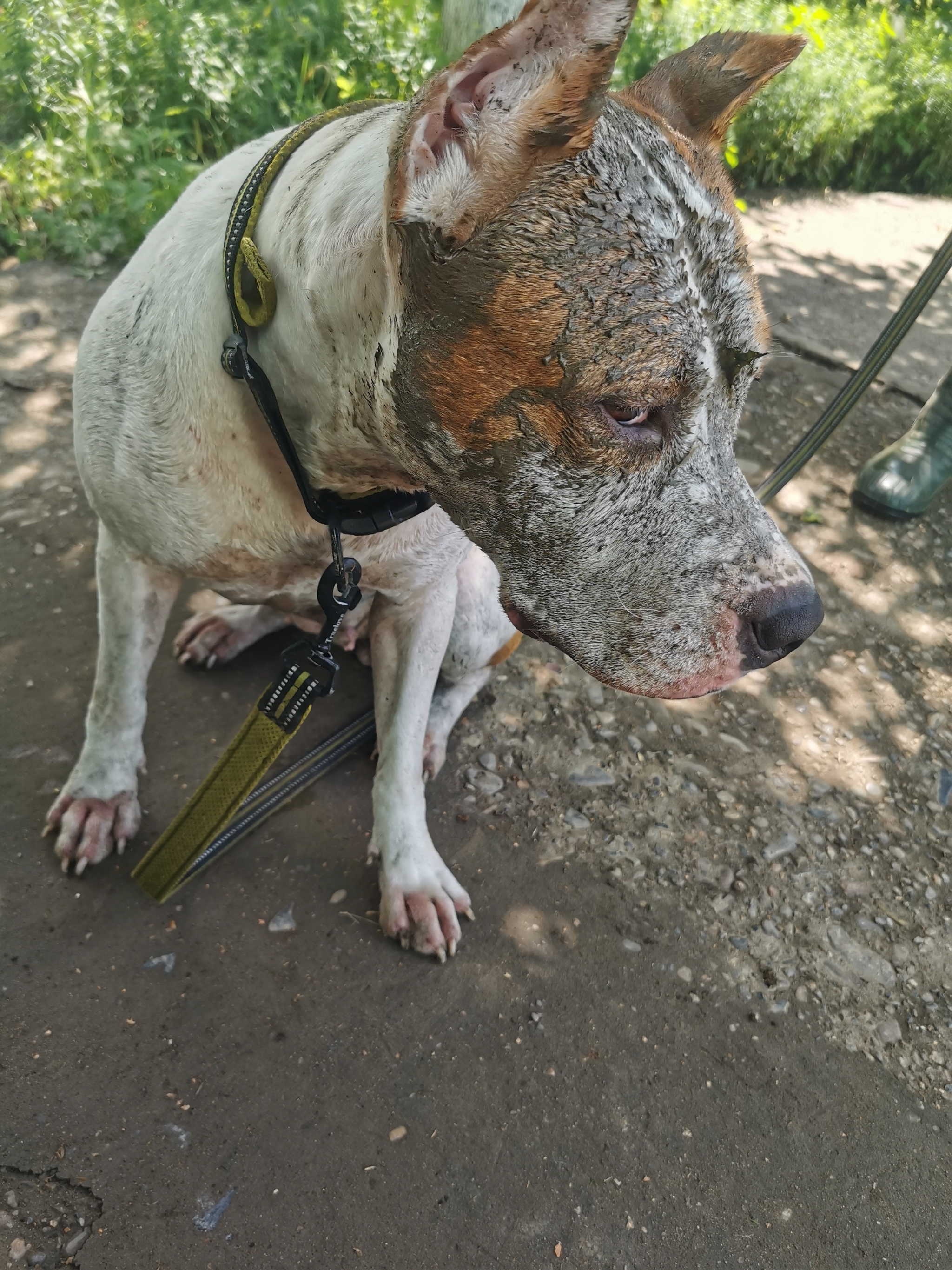 A dog with a big heart... - My, Dog, Amstaff, Longpost, The photo