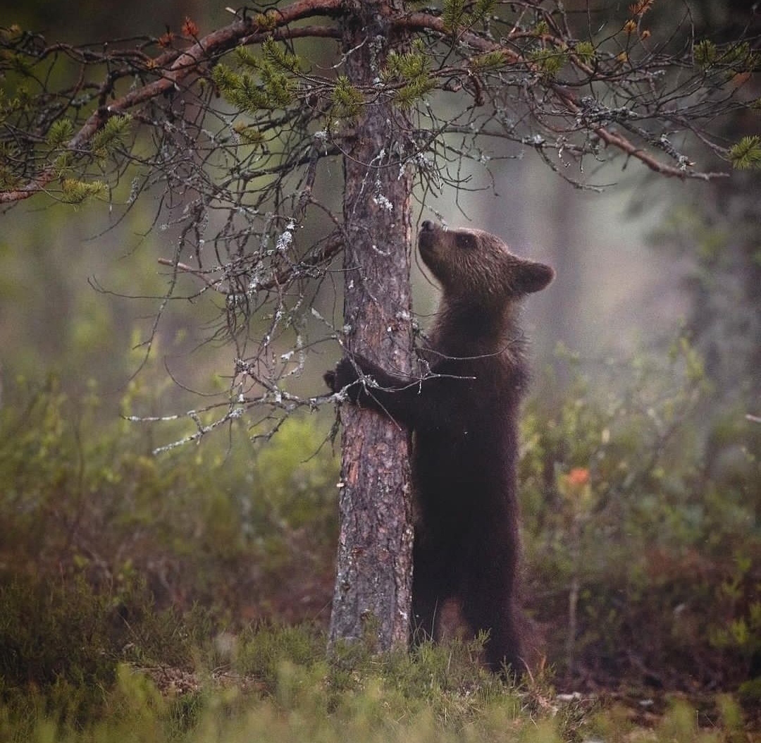 Ready to conquer new heights - The photo, Wild animals, Animals, The Bears, Teddy bears