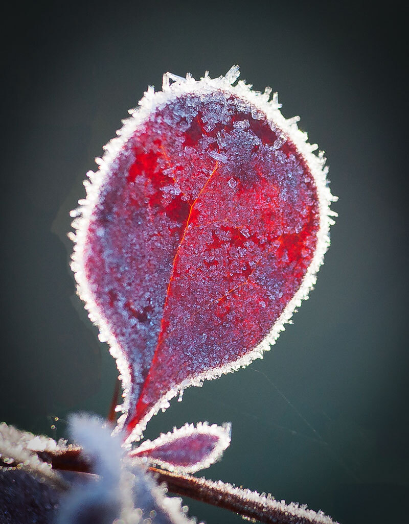 FROST - My, The photo, Macro photography, Longpost, Frost