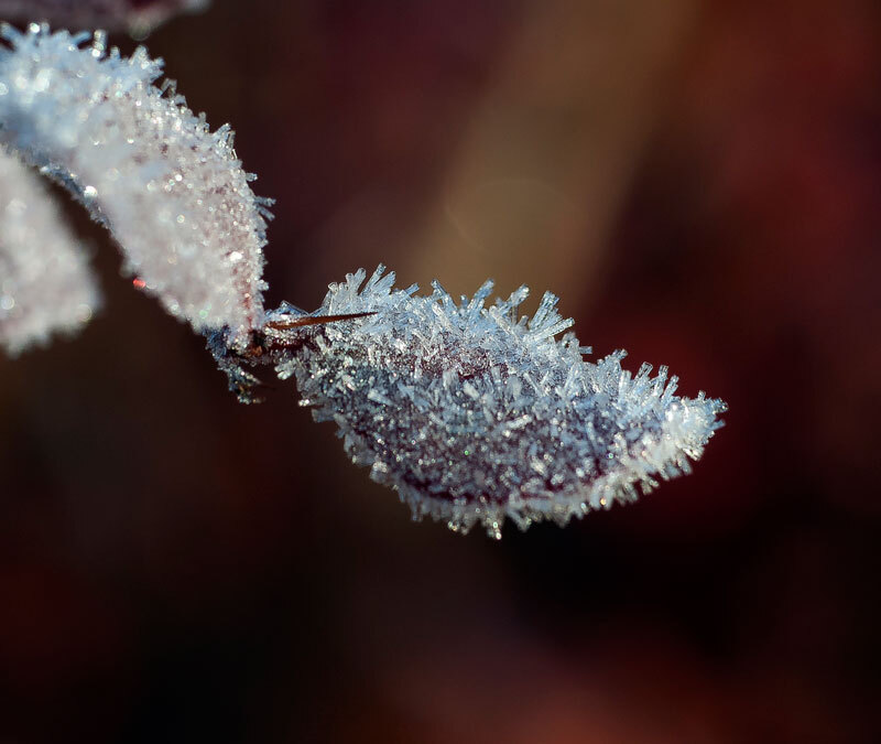 FROST - My, The photo, Macro photography, Longpost, Frost