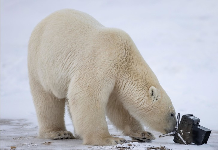 The paparazzi are not happy here - Polar bear, Camera, Curiosity, Canada, Wild animals, The Bears, wildlife, The photo, Longpost