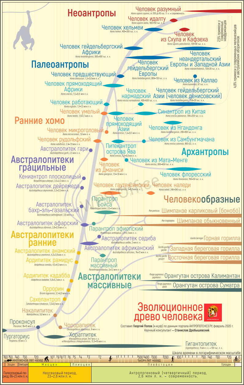 Ответ 45uyuyu45 в «Шах и мат креационистам?» - Чарльз Дарвин, Эволюция, Антропогенез, Антропогенез ру, Научпоп, Видео, YouTube, Ответ на пост, Длиннопост, Скриншот