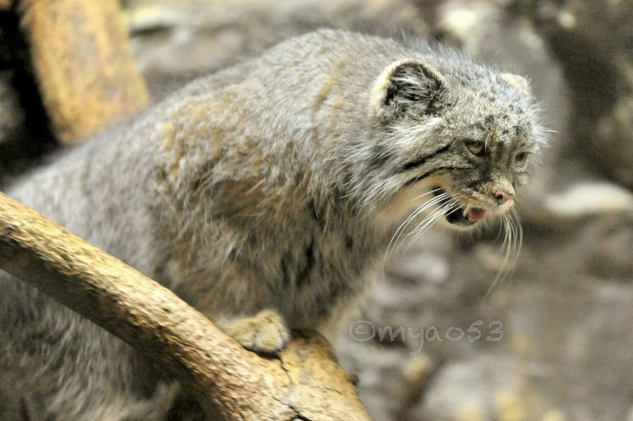 This is a sleepy and cheerful me :3 - Pallas' cat, Pet the cat, Cat family, Small cats