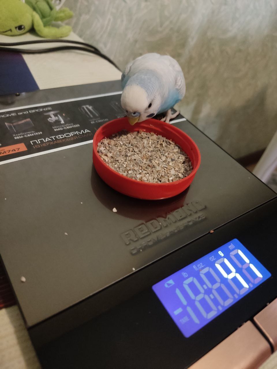 We weigh parrots - My, Milota, A parrot, Budgies, Longpost