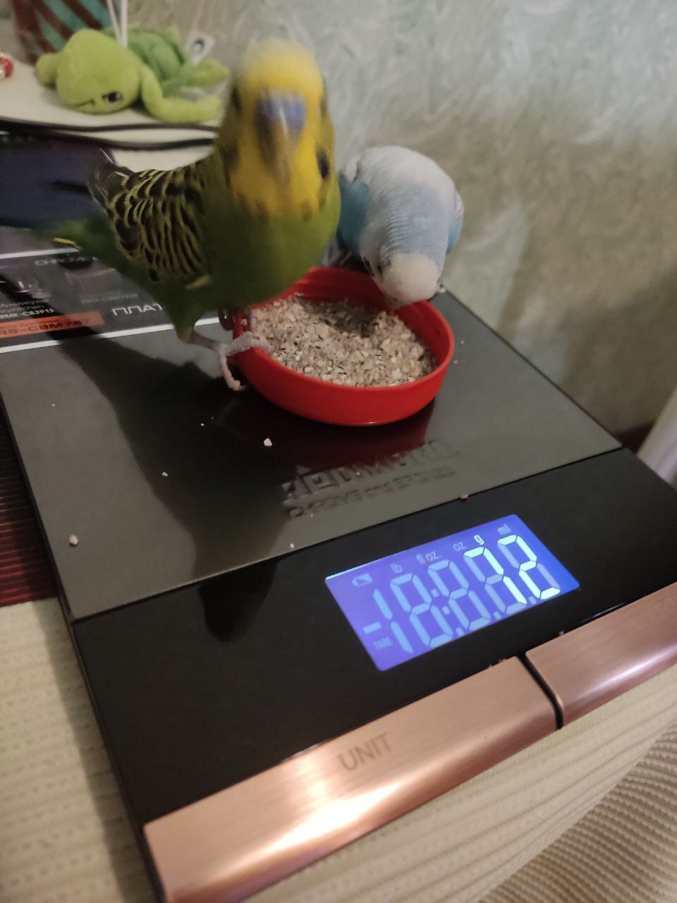 We weigh parrots - My, Milota, A parrot, Budgies, Longpost