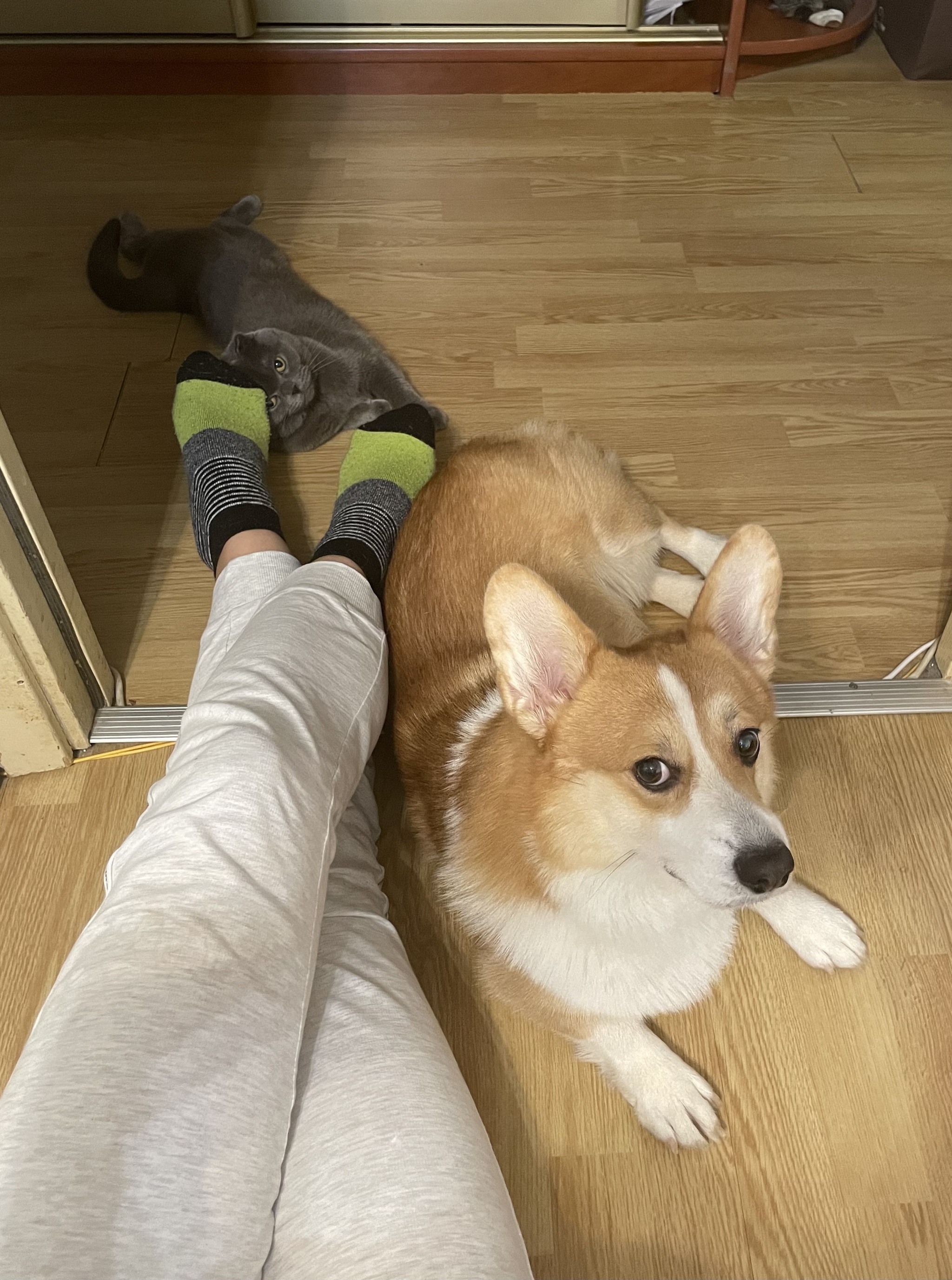 Why am I late? - My, cat, Scottish lop-eared, Corgi, Pets, Dog, Cats and dogs together