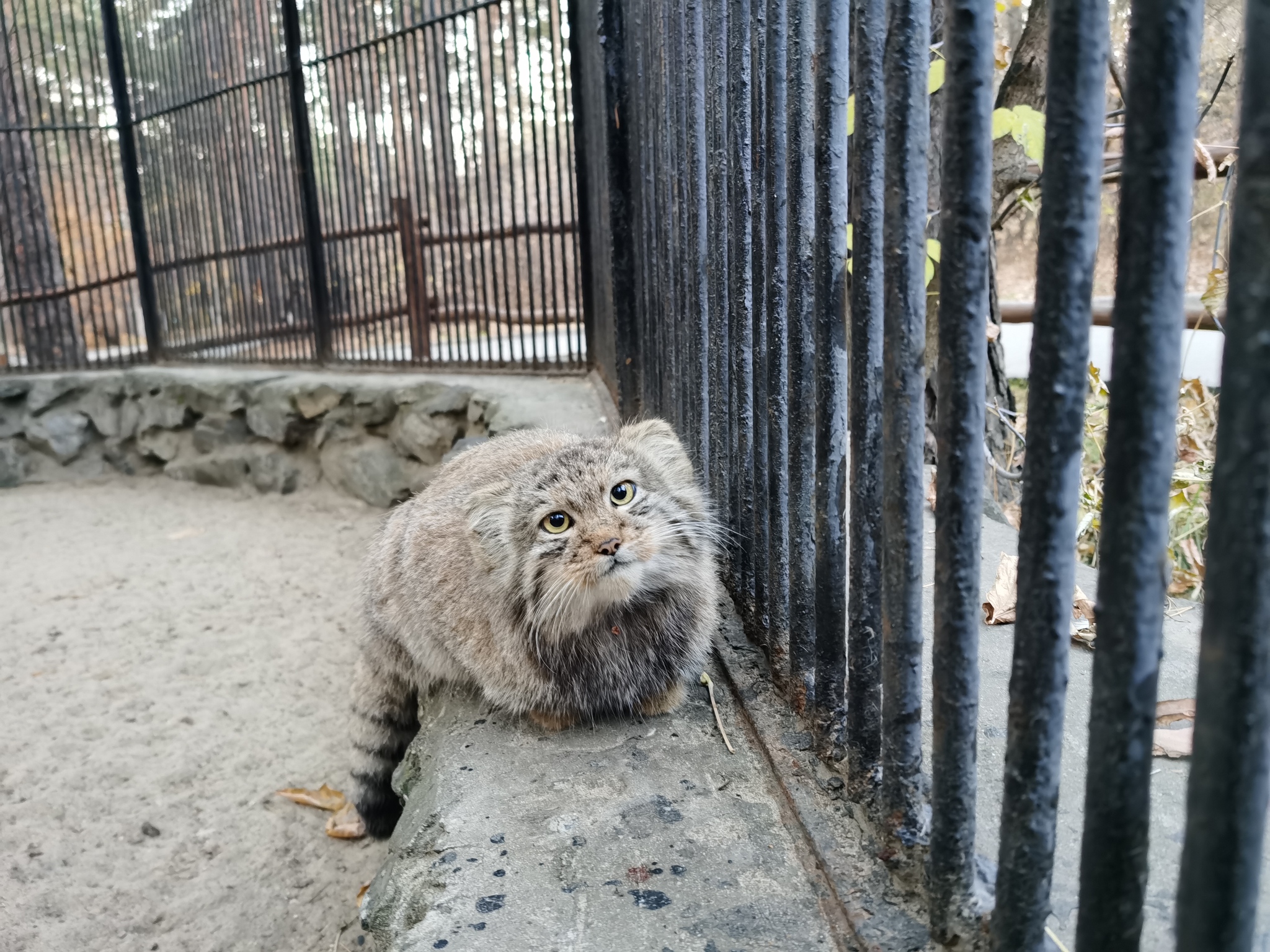 Do you stroke manuls? No, I'm just showing. Beautiful... - My, Pallas' cat, Pet the cat, Mobile photography, Cat family