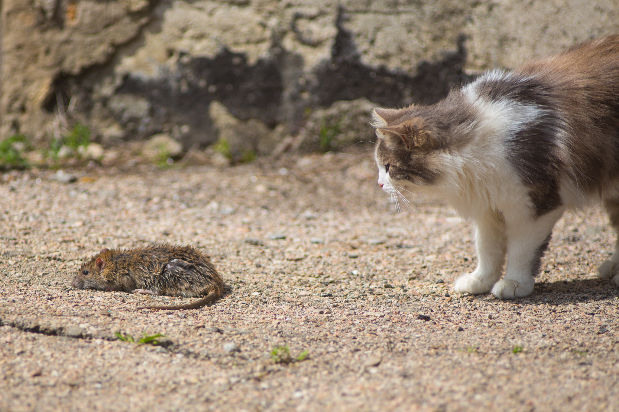 Just move! - My, The photo, cat, Rat