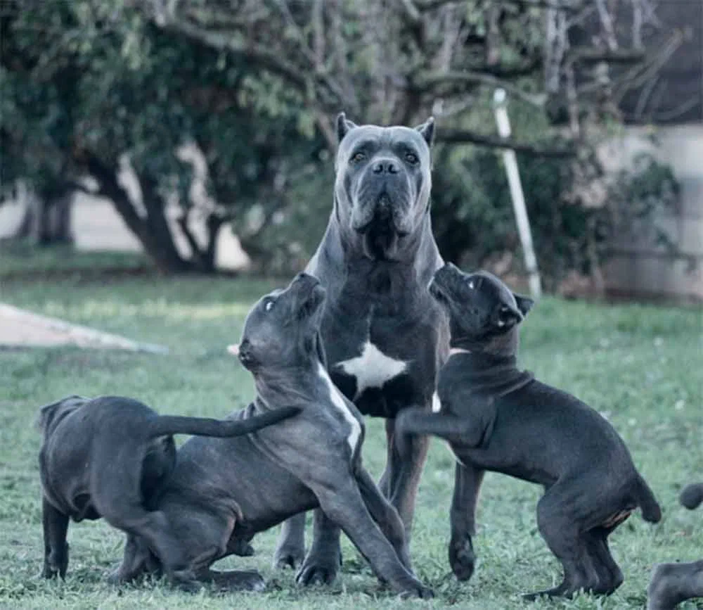 Cane Corso: They used to walk in the vanguard of the army of the Roman Empire. They even made special armor for this breed! - Cane Corso, Dog, Animal book, Yandex Zen, Longpost