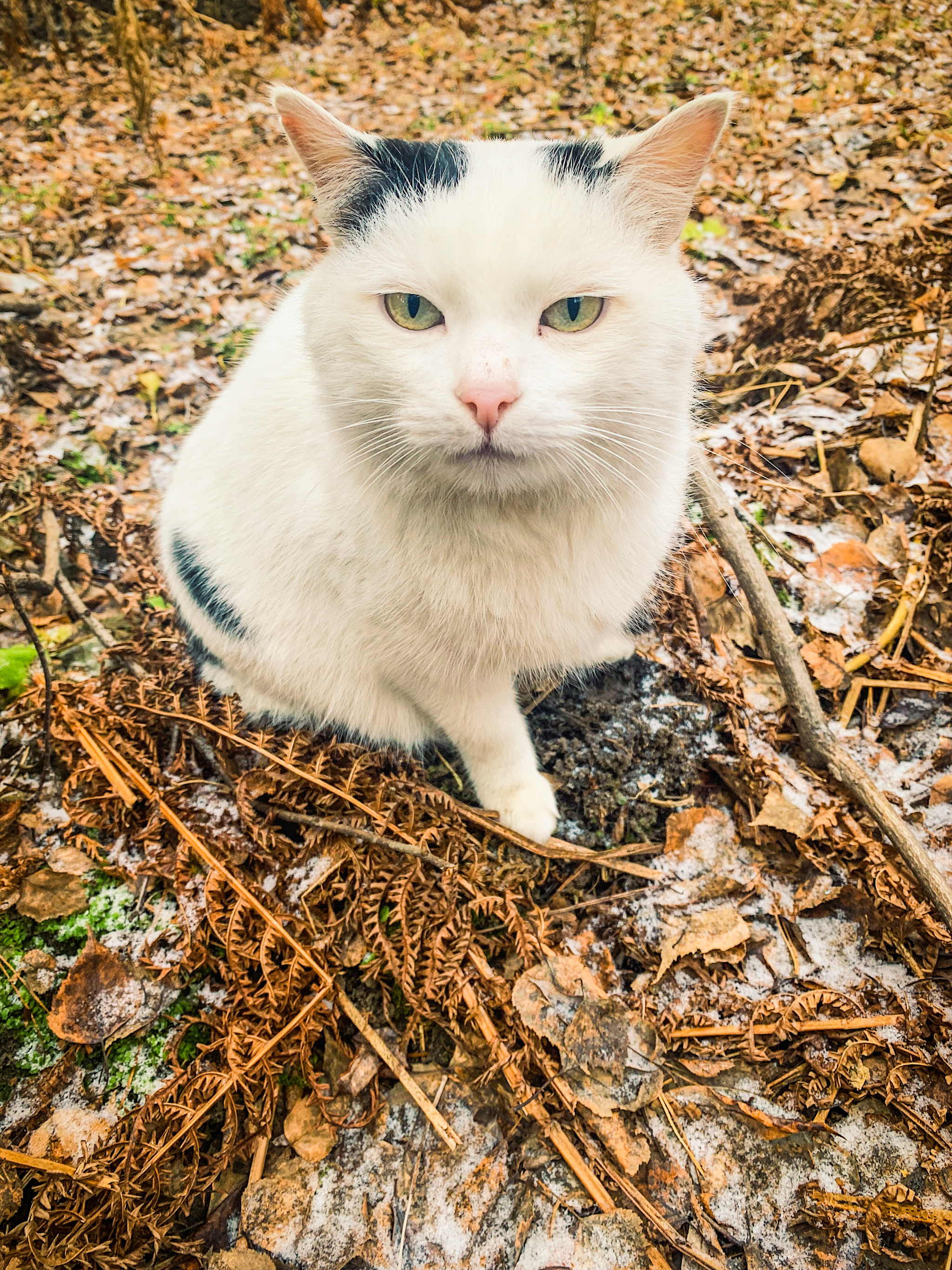 Добрый вечер! - Моё, Кот, Мобильная фотография, Толстые котики