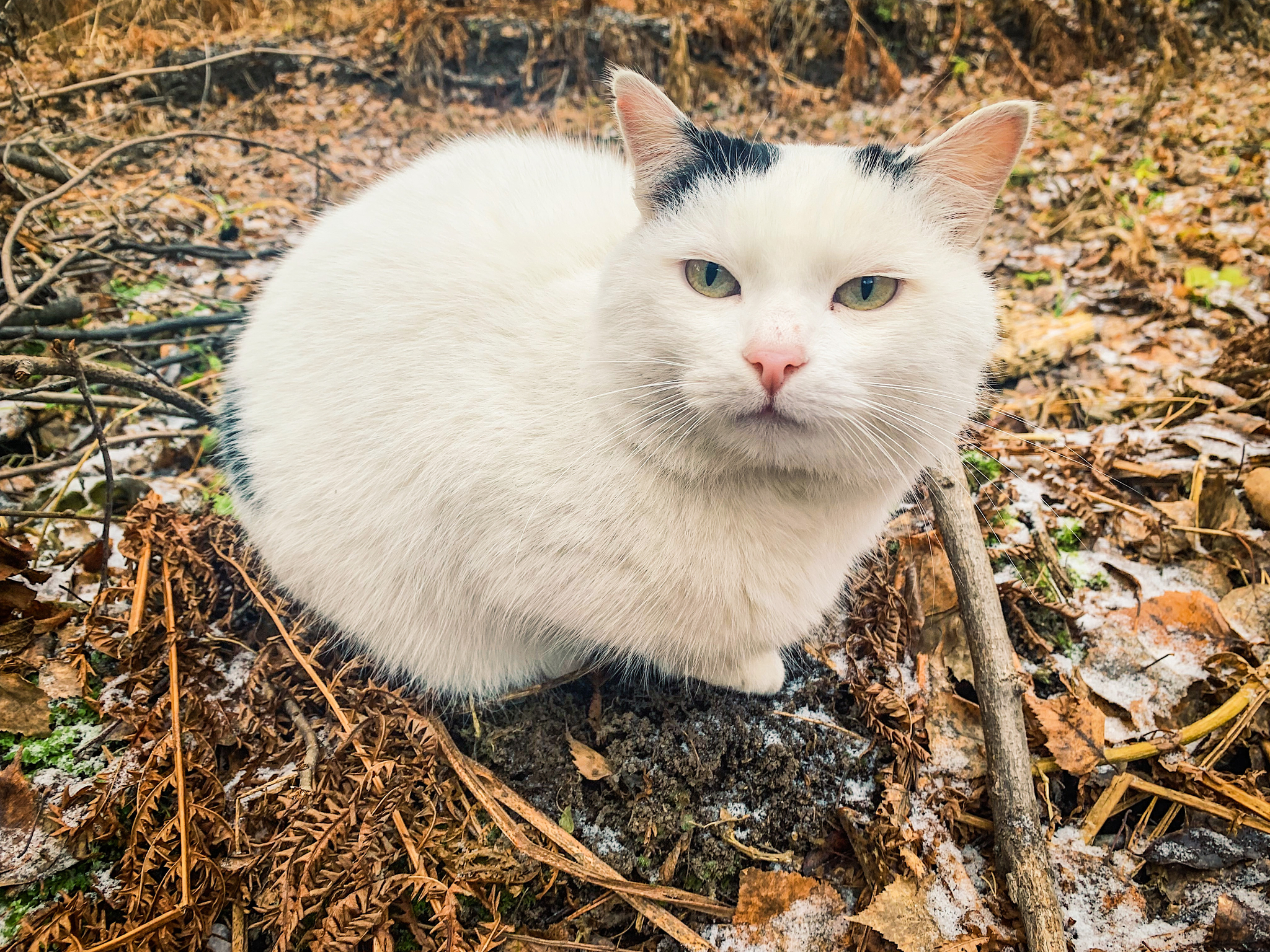 Добрый вечер! - Моё, Кот, Мобильная фотография, Толстые котики