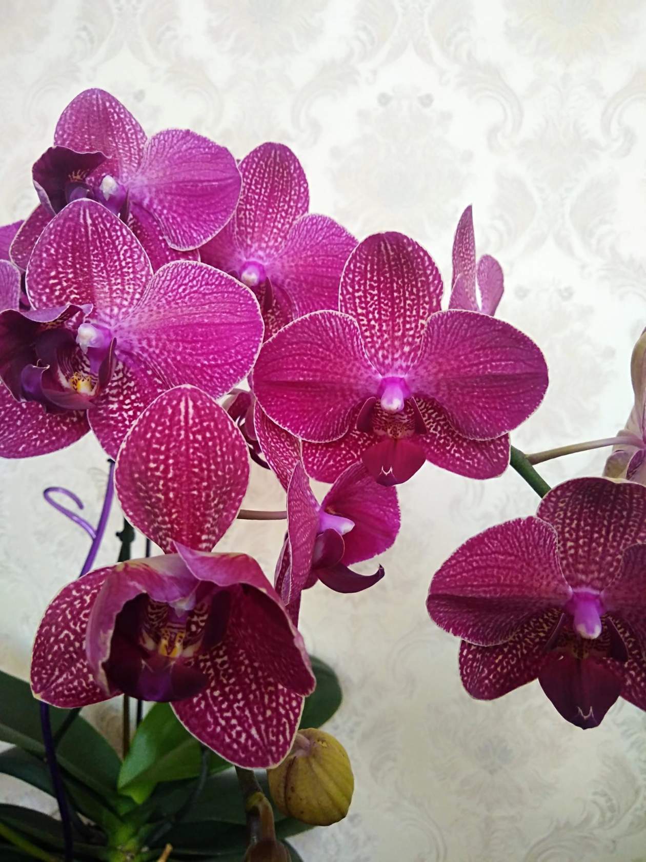 Kimono - Orchids, Phalaenopsis, Houseplants, Longpost