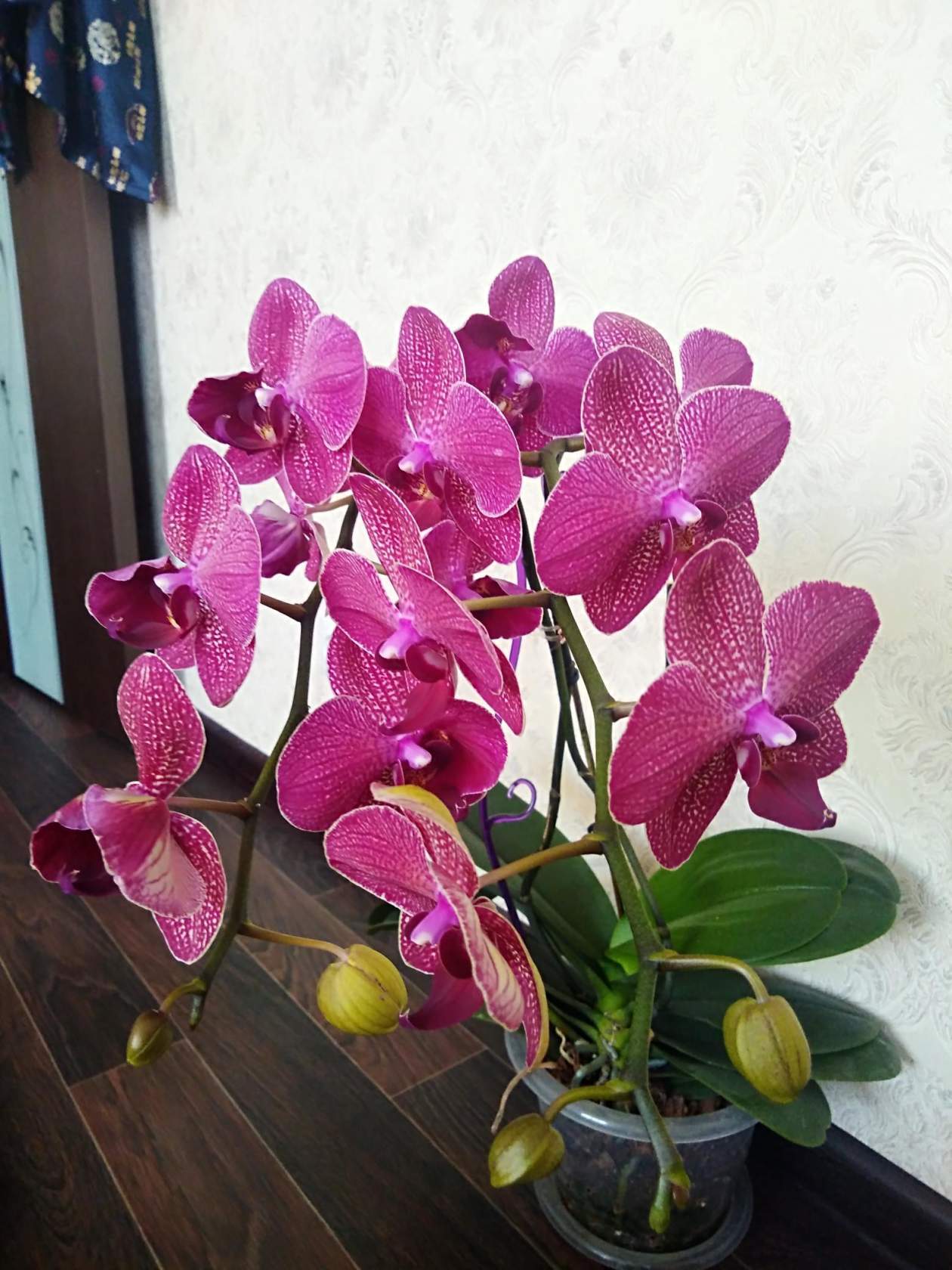 Kimono - Orchids, Phalaenopsis, Houseplants, Longpost