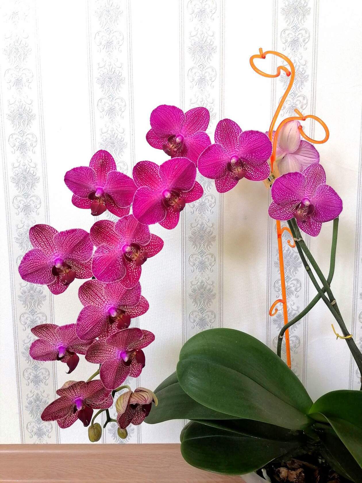 Kimono - Orchids, Phalaenopsis, Houseplants, Longpost