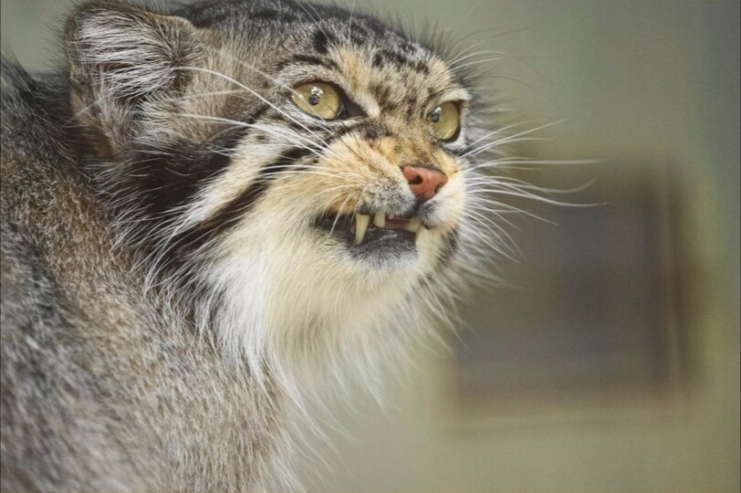 angry - Pallas' cat, Pet the cat, Small cats, Cat family, Wild animals, The photo