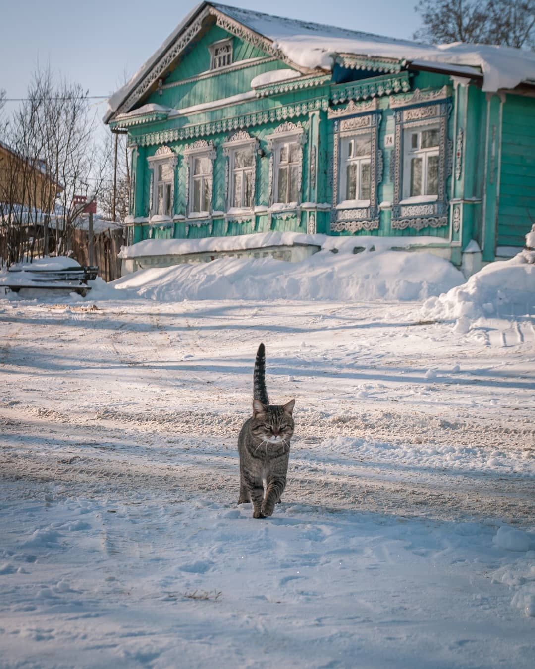 Деревенский - Кот, Милота