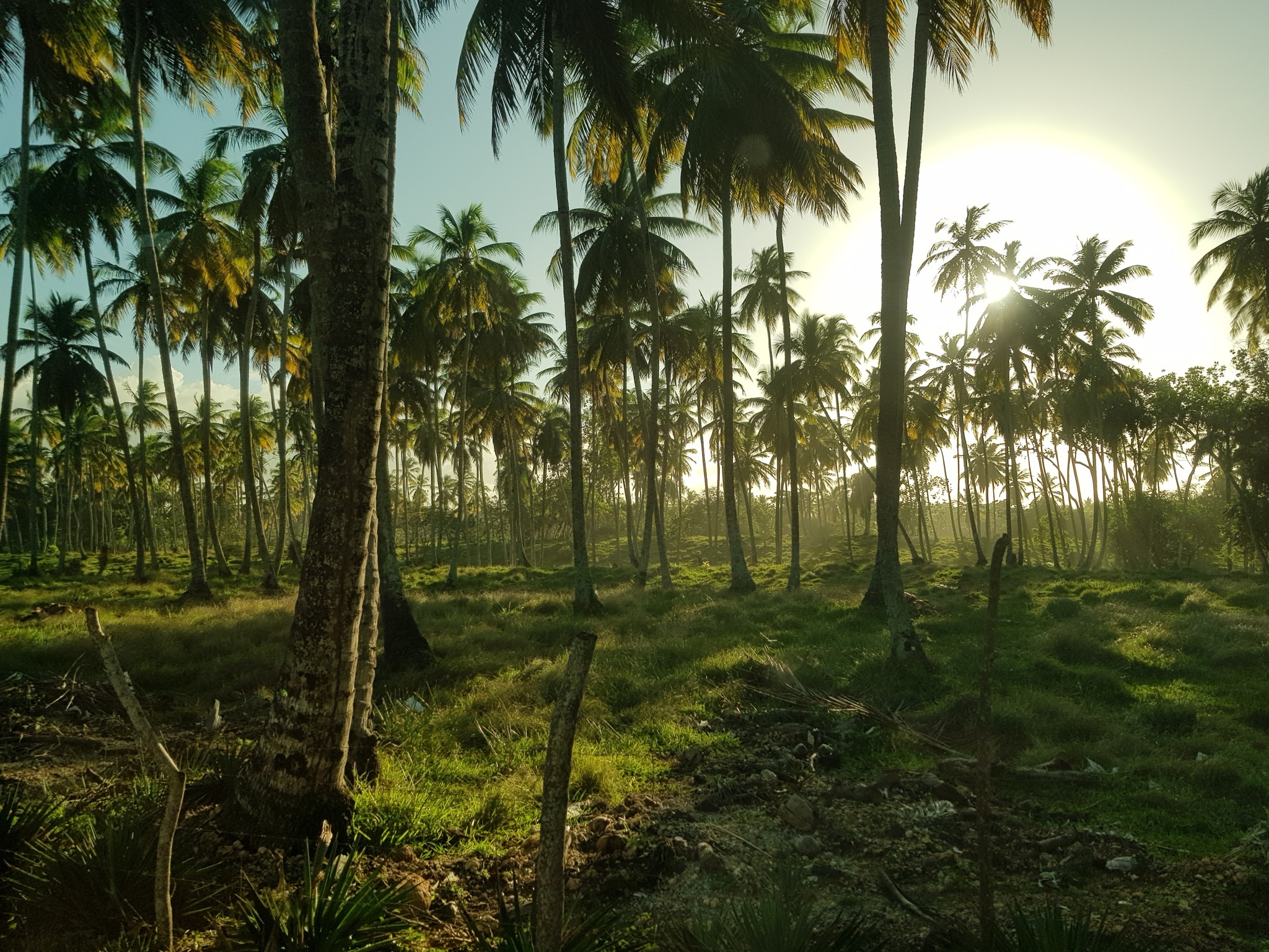 Jungle - My, Photo on sneaker, Travels, Palm trees, Haiti, Dominican Republic