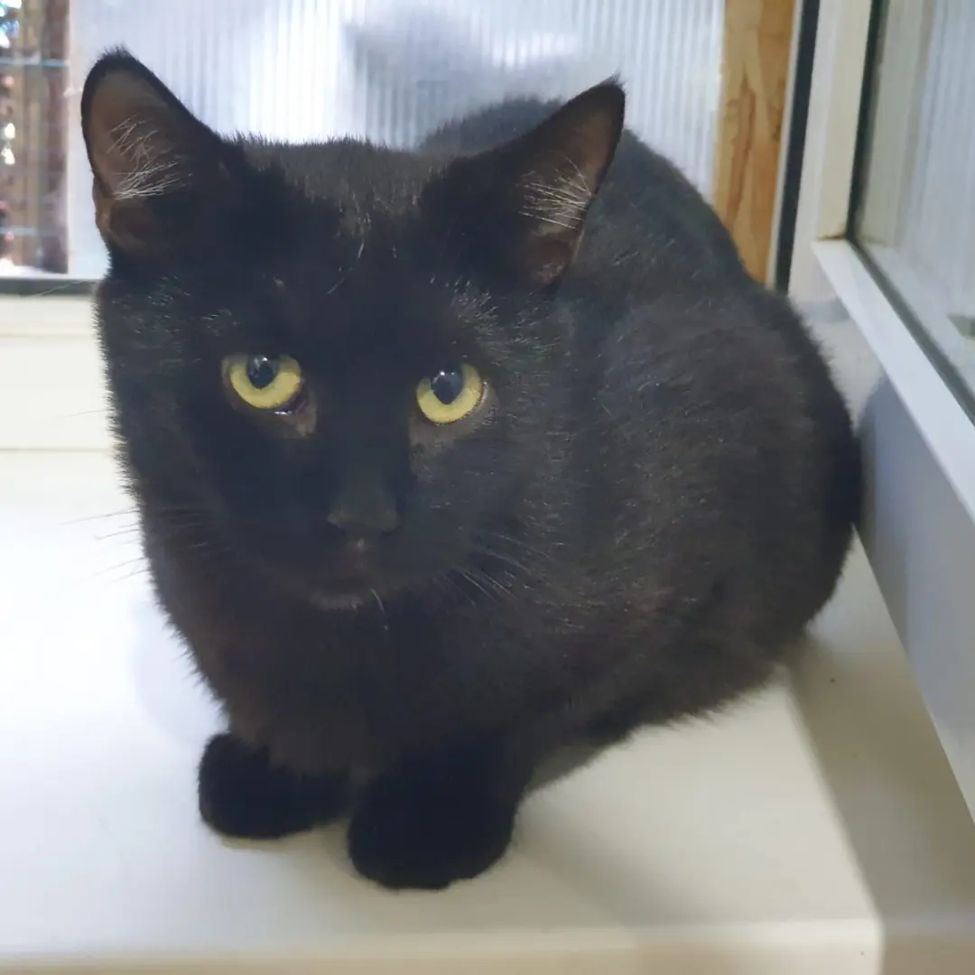 Freddy is one out of ten - My, cat, Black cat, In good hands, Animal shelter, Helping animals, Animal Rescue, Moscow, Подмосковье, No rating, Kindness, Longpost