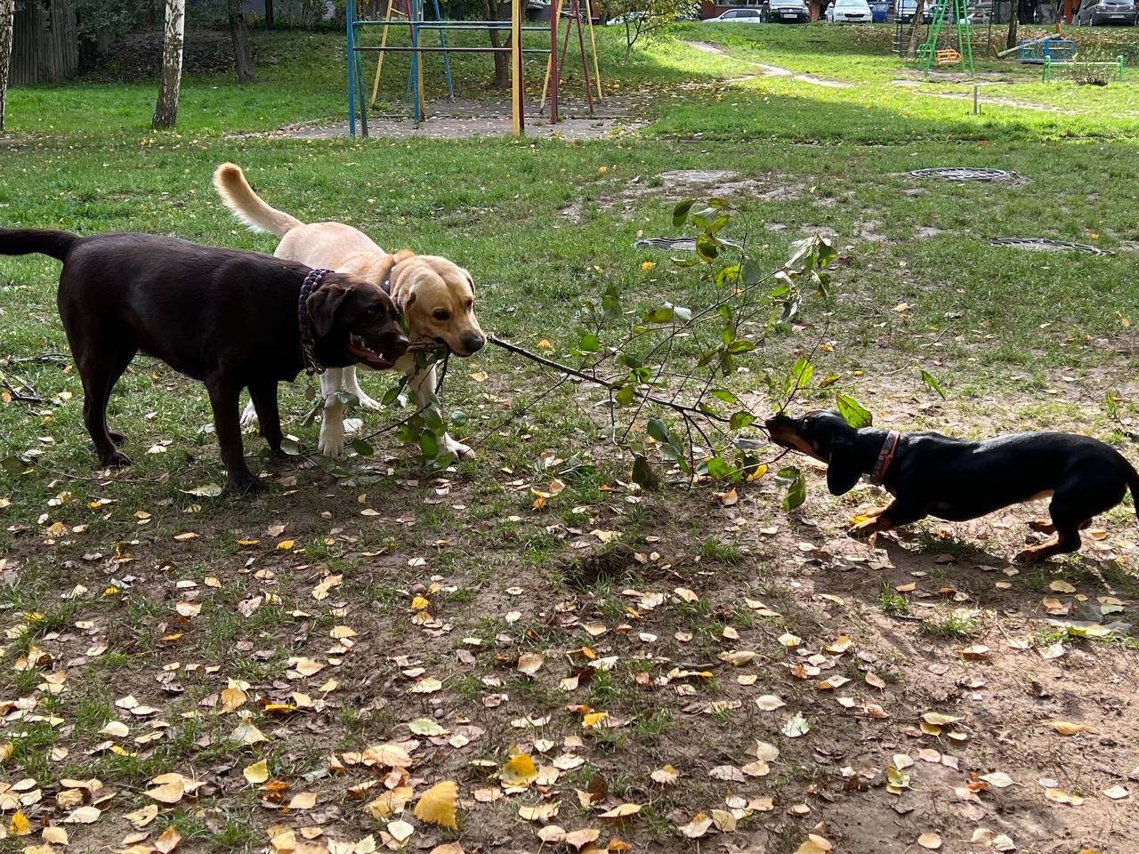 Dachshunds are strong - My, Dog, Dachshund, Labrador, The photo