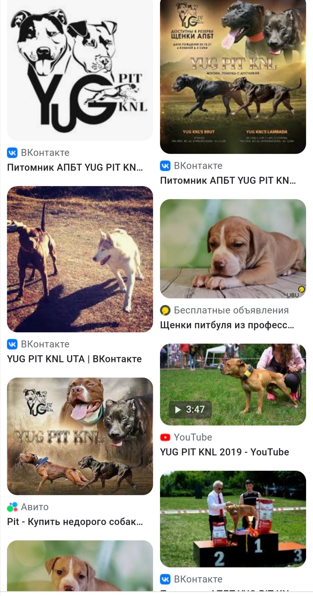 Как уберечься от покупки химеры. Лайфках для новичка - Собака, Недобросовестный заводчик, Питомник, Собачьи дела, Питбуль, Длиннопост