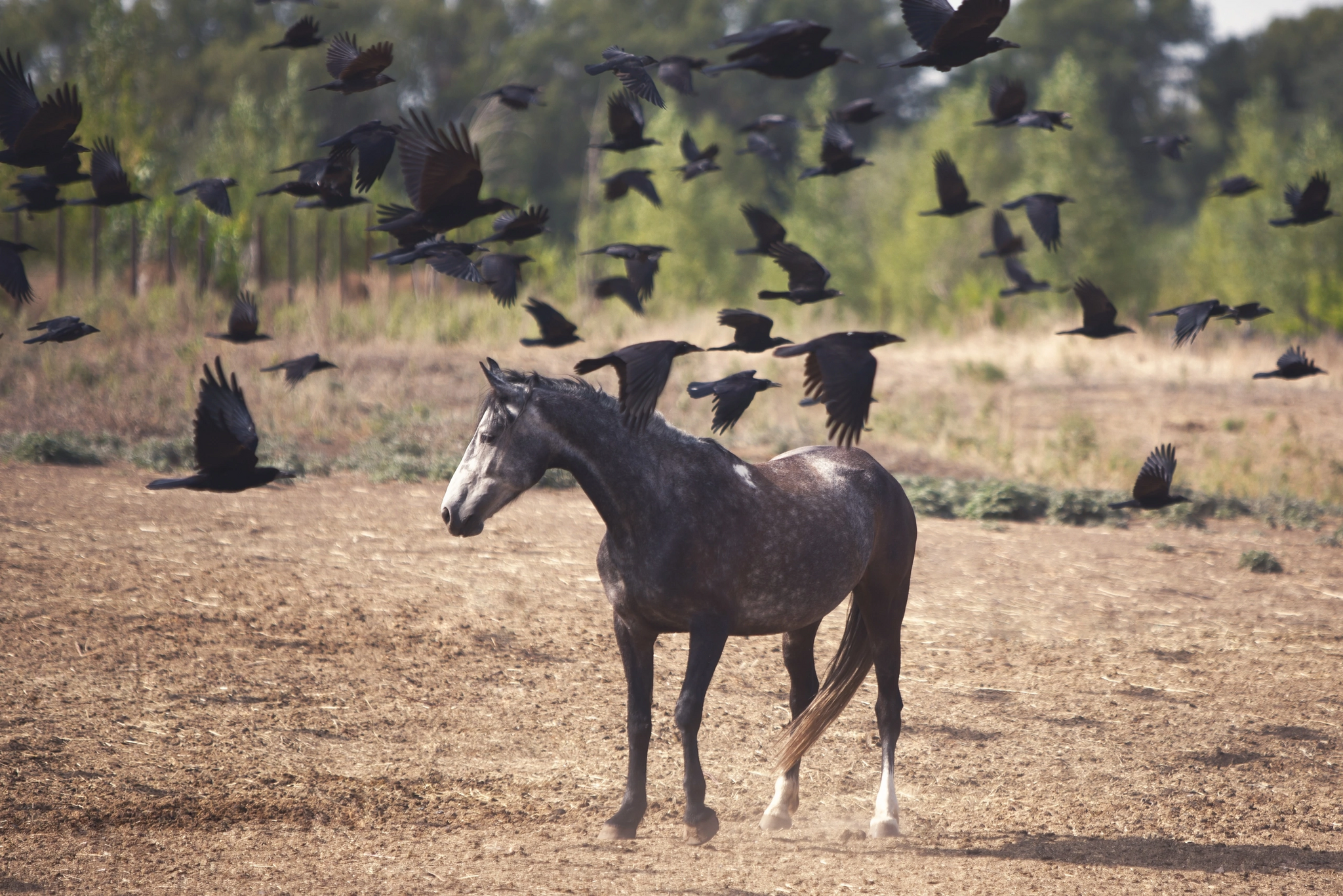 Rooks - My, The photo, Horses, Birds