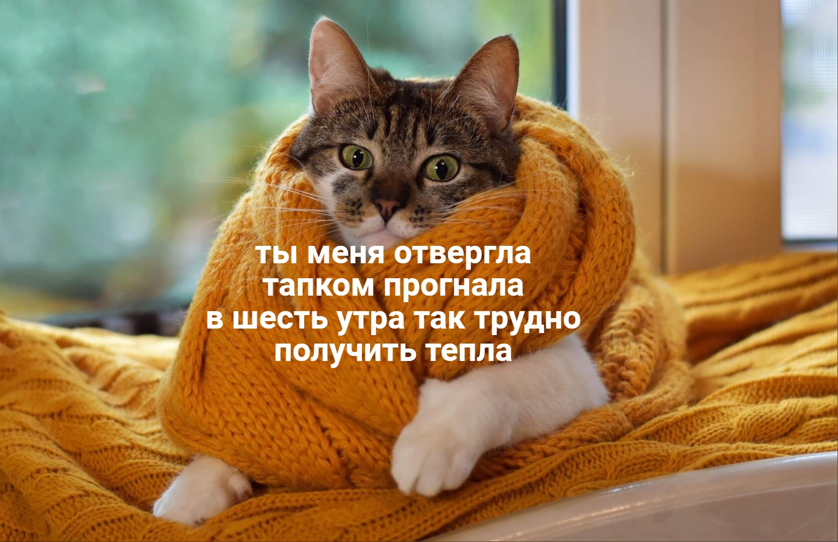 Котейское поэтическое | Пикабу