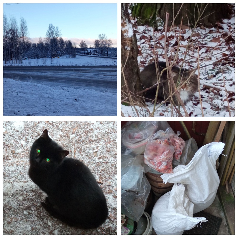 I took food to my grandmother from the village, who also helps cats there. - My, Dacha, cat, Animal Rescue, Helping animals, Winter, Video, Vertical video, Longpost, In good hands, Homeless animals