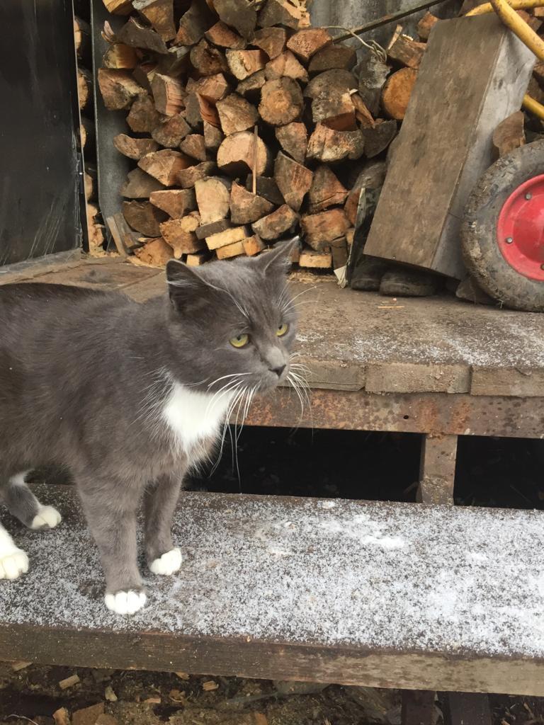 Очень нужен дом котятам и коту. Завтра дачница из-за холода уезжает и котов  вывозит. Любань СПб и ЛО | Пикабу